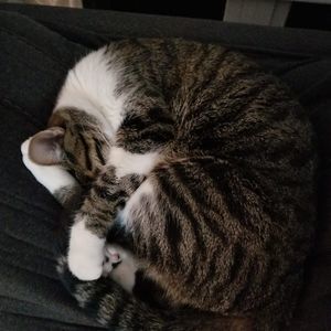 Meet your Posher, Diana